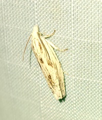 Eucosma olivaceana