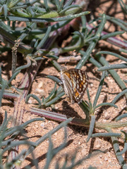 Phyciodes picta