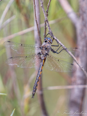 Epitheca petechialis