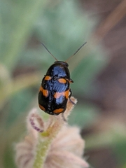 Cryptocephalus octoguttatus
