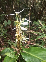 Hedychium cylindricum