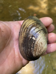 Lampsilis straminea