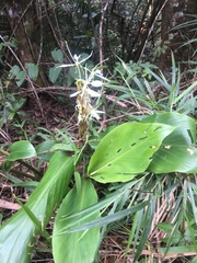 Hedychium cylindricum