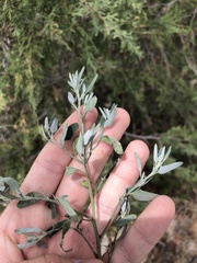 Chenopodium pratericola