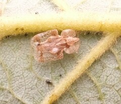 Corythucha pergandei