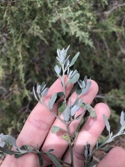 Chenopodium pratericola