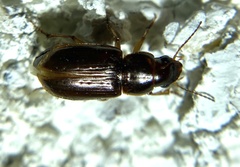 Selenophorus