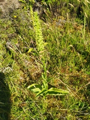 Platanthera pollostantha