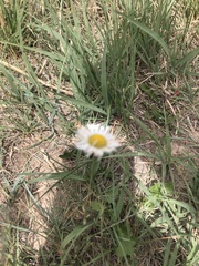 Erigeron tracyi