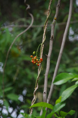 Tinospora smilacina
