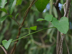 Tinospora smilacina