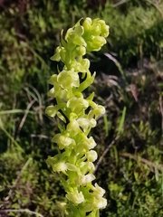 Platanthera pollostantha