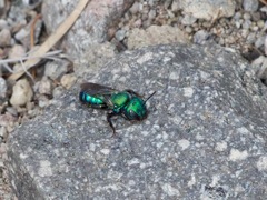 Hoplitis fulgida