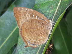 Arhopala centaurus nakula