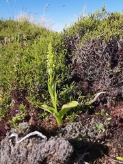 Platanthera pollostantha