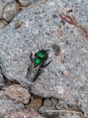 Hoplitis fulgida