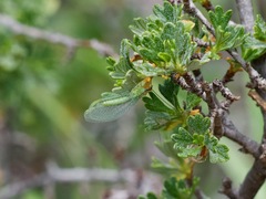 Chrysopa coloradensis