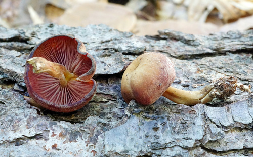 Callistosporium purpureomarginatum image