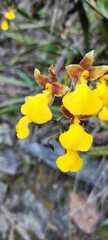 Cyrtochilum aureum
