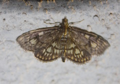 Anania stachydalis