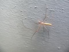 Tetragnatha