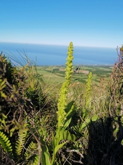 Platanthera pollostantha