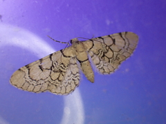 Eupithecia venosata