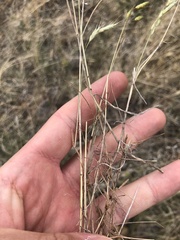 Bromus arvensis