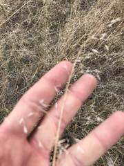 Bromus arvensis