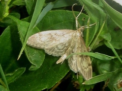 Anania lancealis