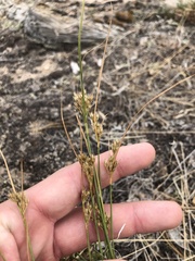Juncus interior