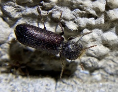 Amphicerus