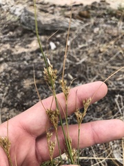 Juncus interior