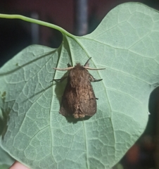 Paracles fusca