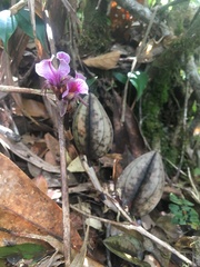 Nephelaphyllum pulchrum