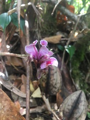 Nephelaphyllum pulchrum