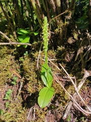 Platanthera pollostantha