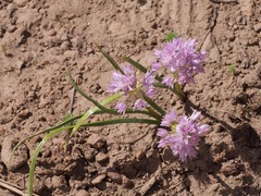 Allium lemmonii