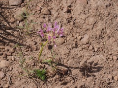 Allium lemmonii