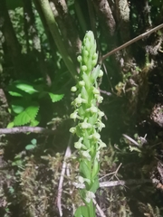 Platanthera pollostantha