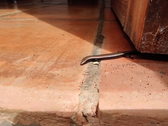 Chalcides coeruleopunctatus