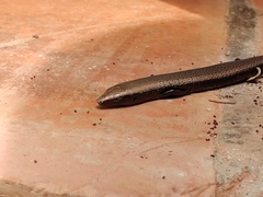 Chalcides coeruleopunctatus