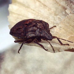 Tetyra bipunctata