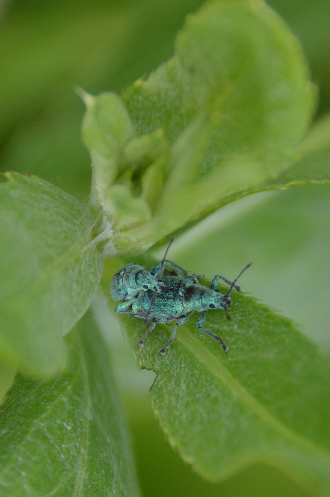 Phyllobius thalassinus