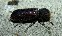 Amphicerus