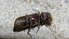 Amphicerus