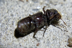 Amphicerus