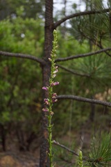 Sairocarpus virga