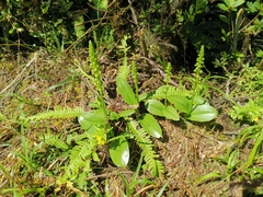 Platanthera pollostantha