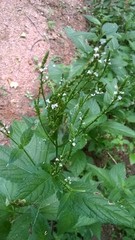 Verbena urticifolia